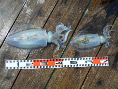 こかわ渡船　雅丸 釣果