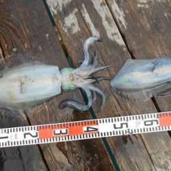 こかわ渡船　雅丸 釣果