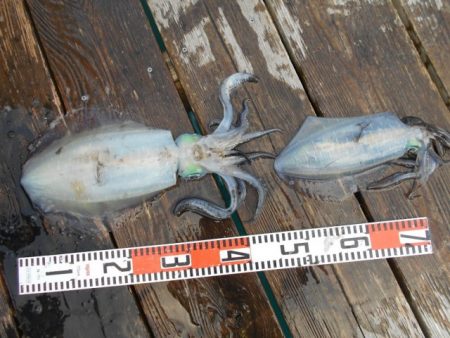 こかわ渡船　雅丸 釣果