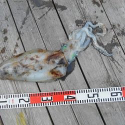 こかわ渡船　雅丸 釣果