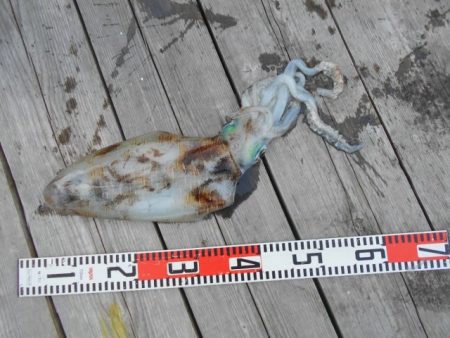 こかわ渡船　雅丸 釣果