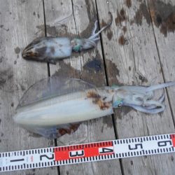 こかわ渡船　雅丸 釣果