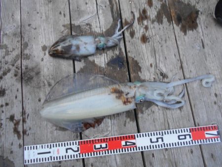 こかわ渡船　雅丸 釣果