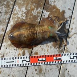 こかわ渡船　雅丸 釣果