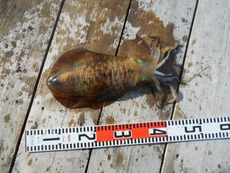 こかわ渡船　雅丸 釣果