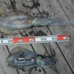 こかわ渡船　雅丸 釣果