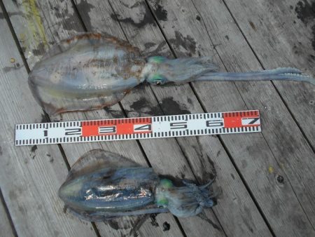 こかわ渡船　雅丸 釣果