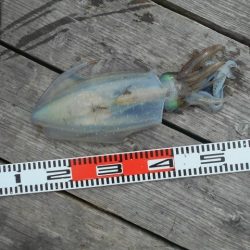 こかわ渡船　雅丸 釣果