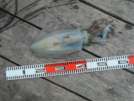 こかわ渡船　雅丸 釣果