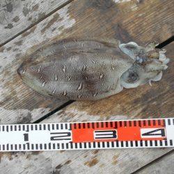 こかわ渡船　雅丸 釣果