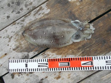 こかわ渡船　雅丸 釣果