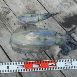 こかわ渡船　雅丸 釣果