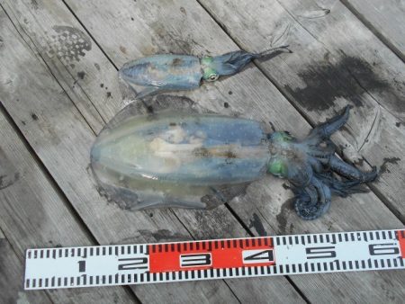 こかわ渡船　雅丸 釣果