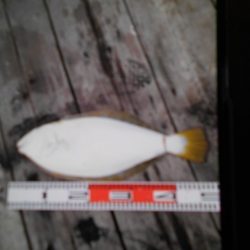 こかわ渡船　雅丸 釣果