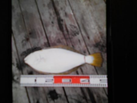 こかわ渡船　雅丸 釣果