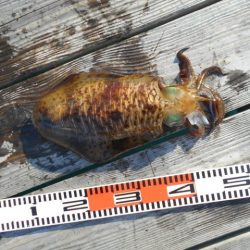 こかわ渡船　雅丸 釣果