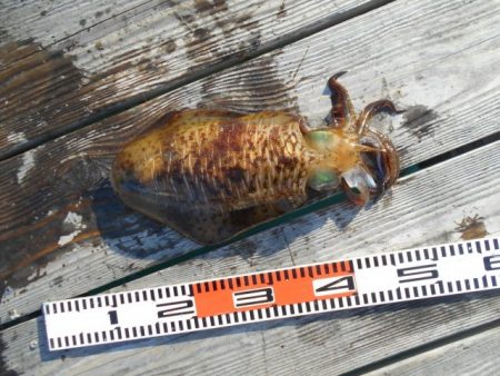 こかわ渡船　雅丸 釣果