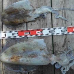 こかわ渡船　雅丸 釣果