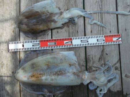 こかわ渡船　雅丸 釣果