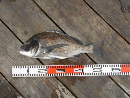 こかわ渡船　雅丸 釣果