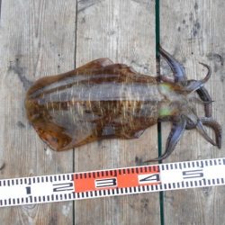 こかわ渡船 雅丸 釣果