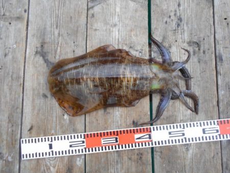 こかわ渡船　雅丸 釣果