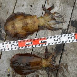 こかわ渡船　雅丸 釣果