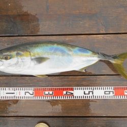 こかわ渡船　雅丸 釣果