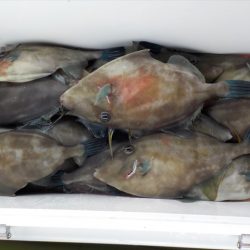 HARUKA丸 はるかまる 釣果