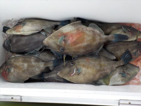 ＨＡＲＵＫＡ丸　はるかまる 釣果