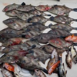 HARUKA丸 はるかまる 釣果