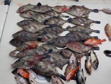 HARUKA丸 はるかまる 釣果