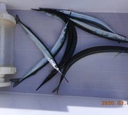 鹿島港魚釣園 釣果