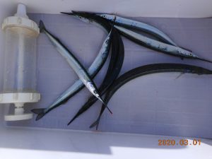 鹿島港魚釣園 釣果