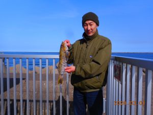 鹿島港魚釣園 釣果