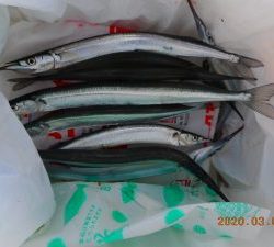 鹿島港魚釣園 釣果