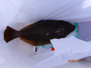 鹿島港魚釣園 釣果