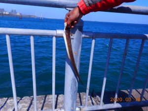 鹿島港魚釣園 釣果