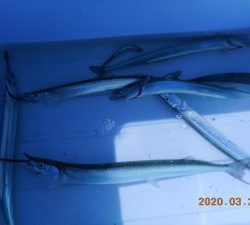 鹿島港魚釣園 釣果