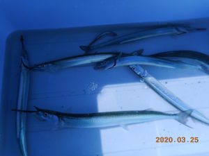 鹿島港魚釣園 釣果