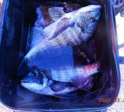 鹿島港魚釣園 釣果