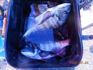 鹿島港魚釣園 釣果