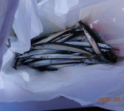 鹿島港魚釣園 釣果