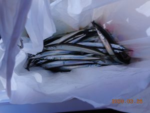 鹿島港魚釣園 釣果