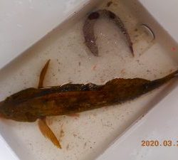 鹿島港魚釣園 釣果