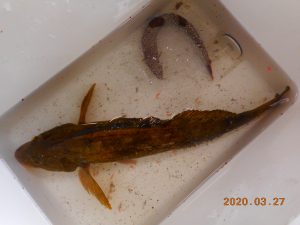 鹿島港魚釣園 釣果