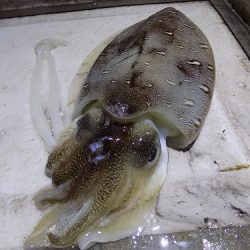 フィッシングボート空風(そらかぜ) 釣果