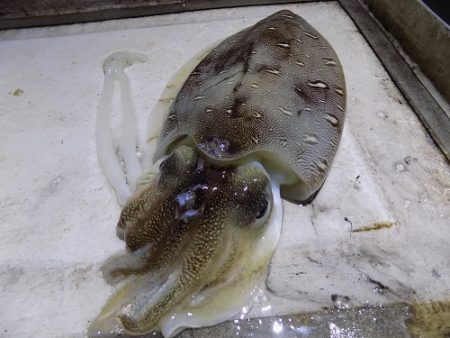 フィッシングボート空風(そらかぜ) 釣果