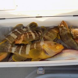 フィッシングボート空風(そらかぜ) 釣果