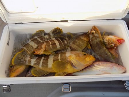 フィッシングボート空風（そらかぜ） 釣果